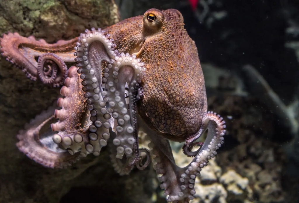 calamar geant photo