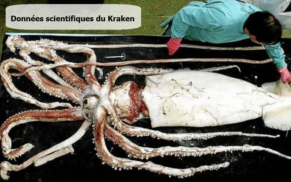 Données scientifiques sur le Kraken