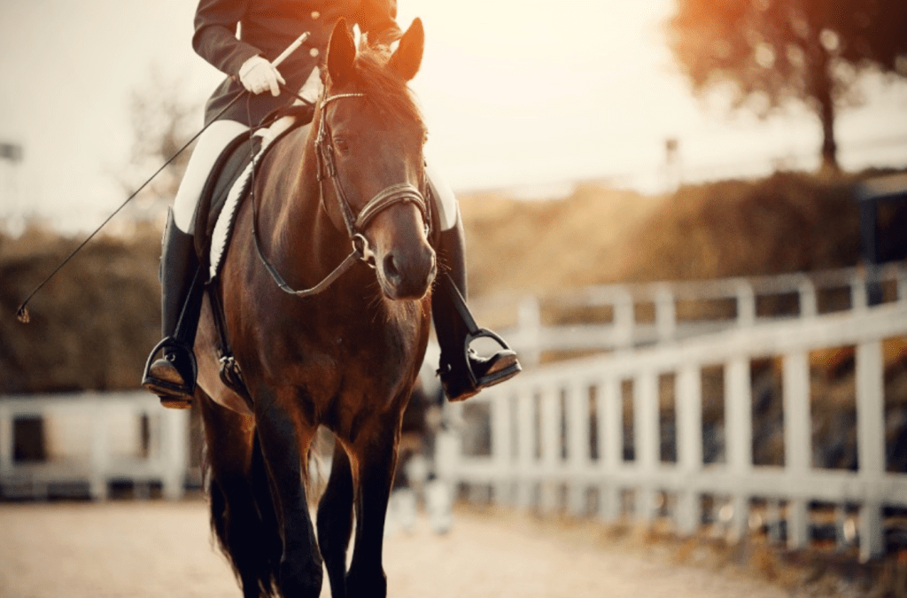 communauté équestre en ligne