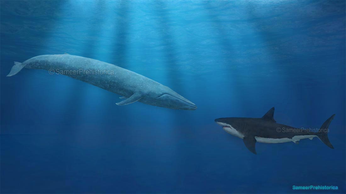 Le Megalodon : le monstre réel devenu légende